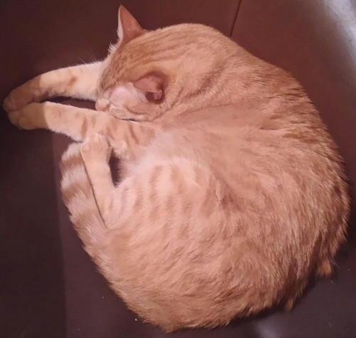Rodolfo (o Gatito)