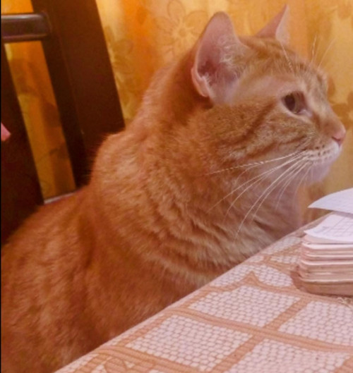 Rodolfo (o Gatito)