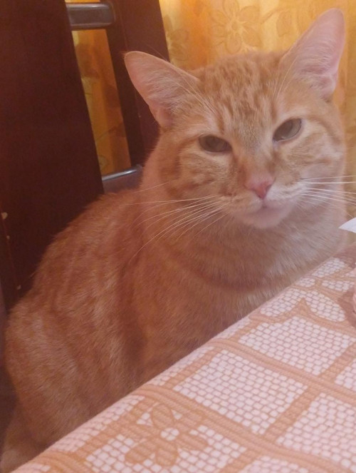 Rodolfo (o Gatito)
