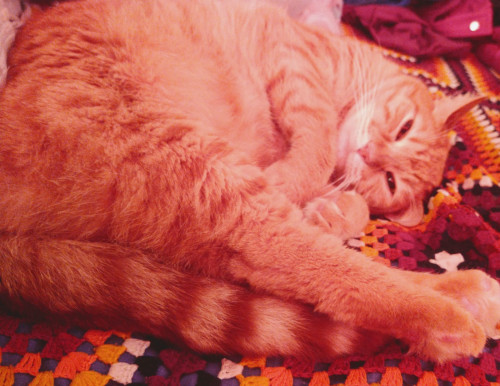 Rodolfo (o Gatito)
