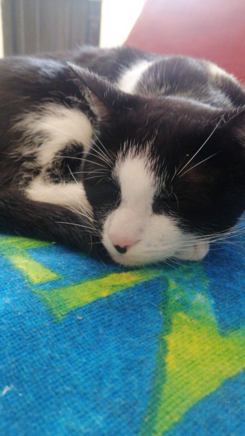 Oliver