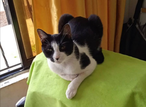Oliver