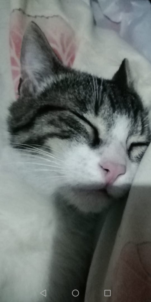 Romeo