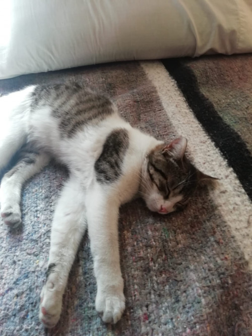 Romeo