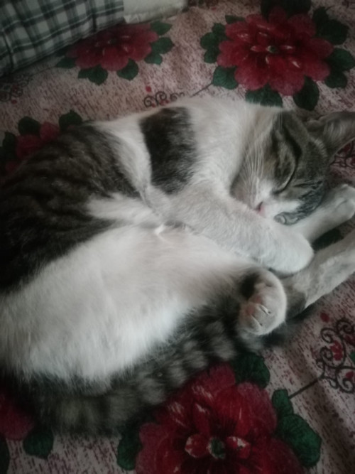 Romeo