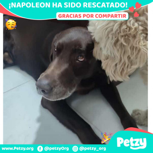 Foto de mascota Napoleon