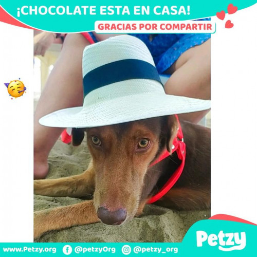 Foto de mascota Chocolate