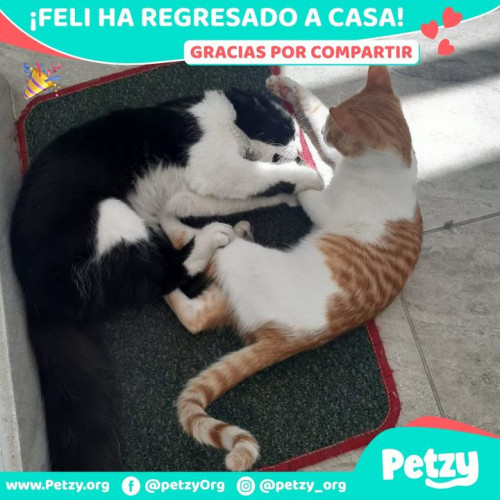 Foto de mascota Feli