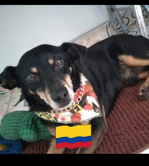 Yogui
