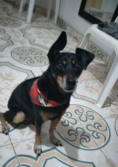 Yogui
