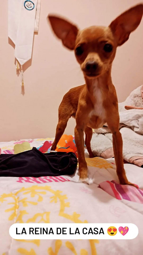 Milu
