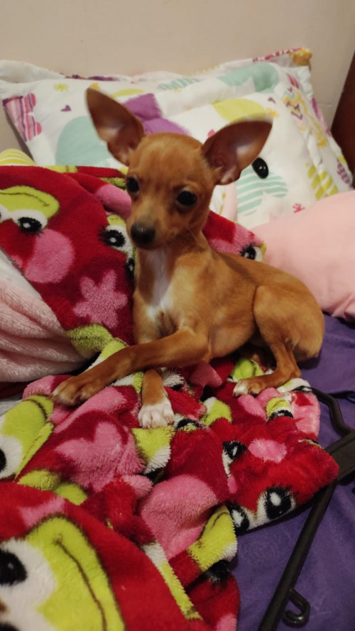 Milu