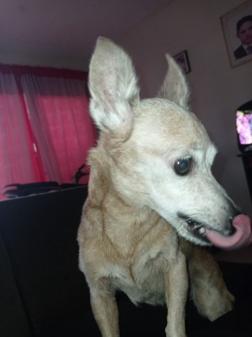 Princesa