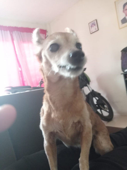 Princesa
