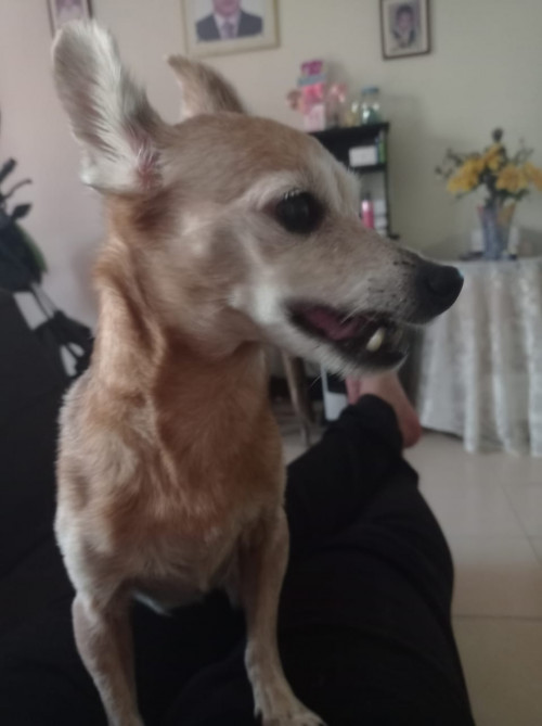 Princesa