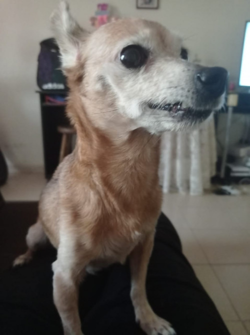 Princesa