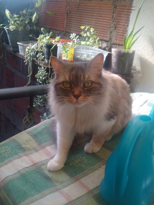 Katia