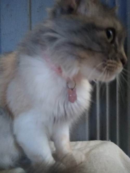 Katia