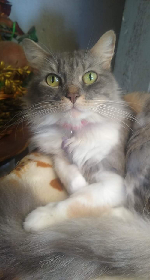 Katia
