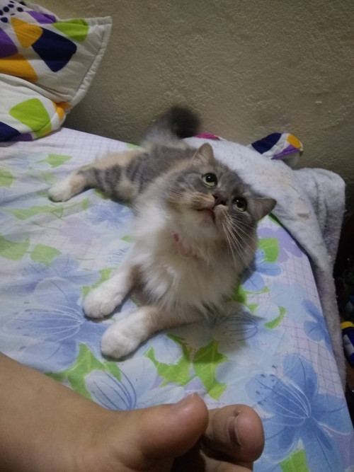 Katia