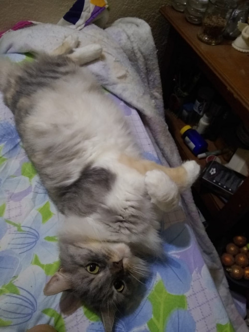 Katia