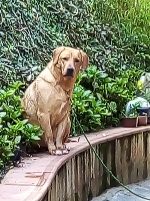 Mateo