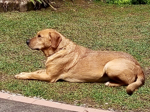 Mateo