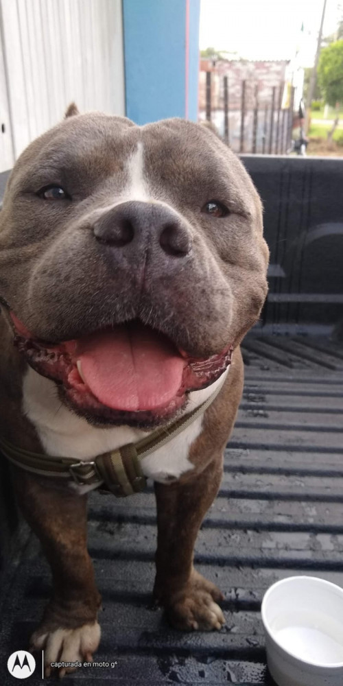 Enzo