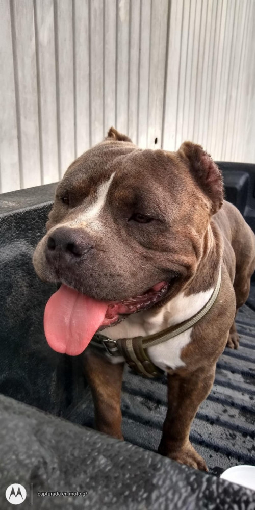 Enzo