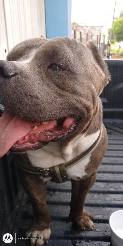 Enzo