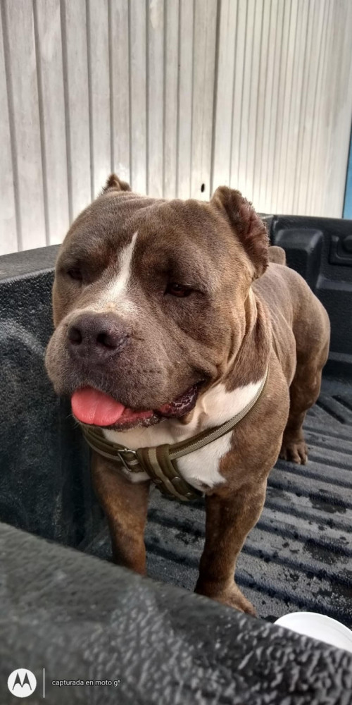 Enzo