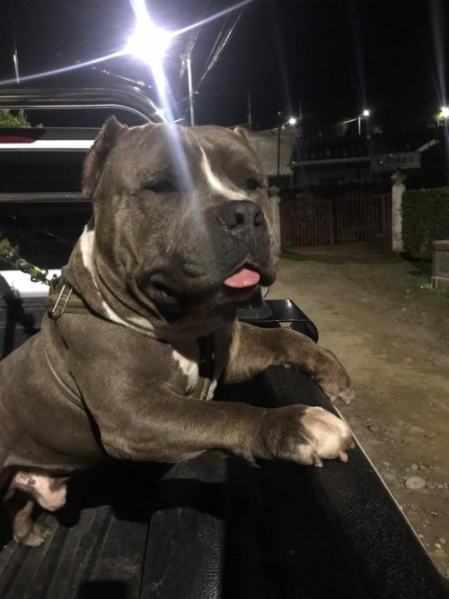 Enzo