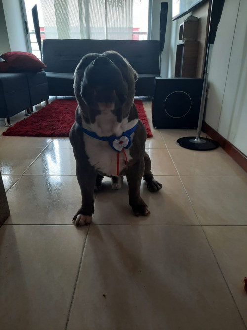 Enzo
