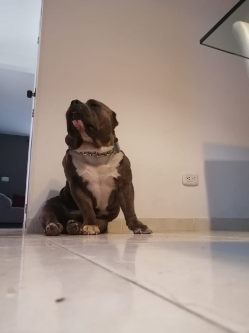 Enzo