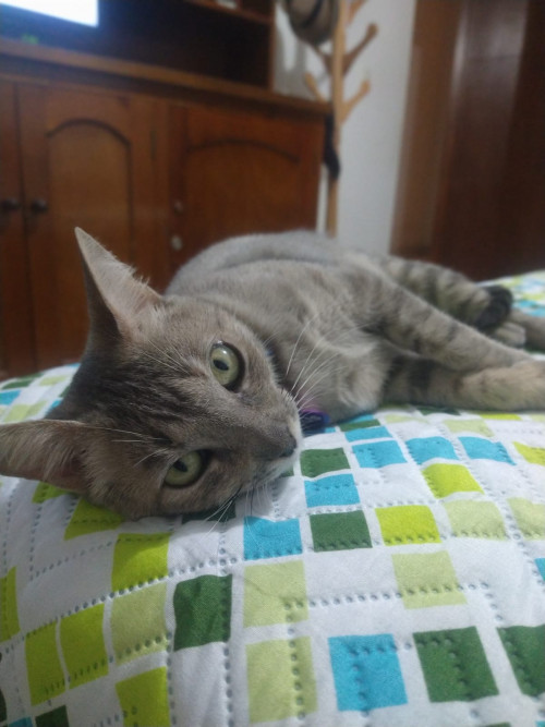 Venus