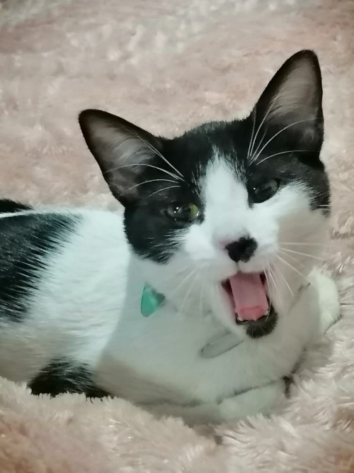 Frida