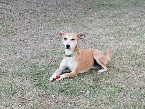 Miska