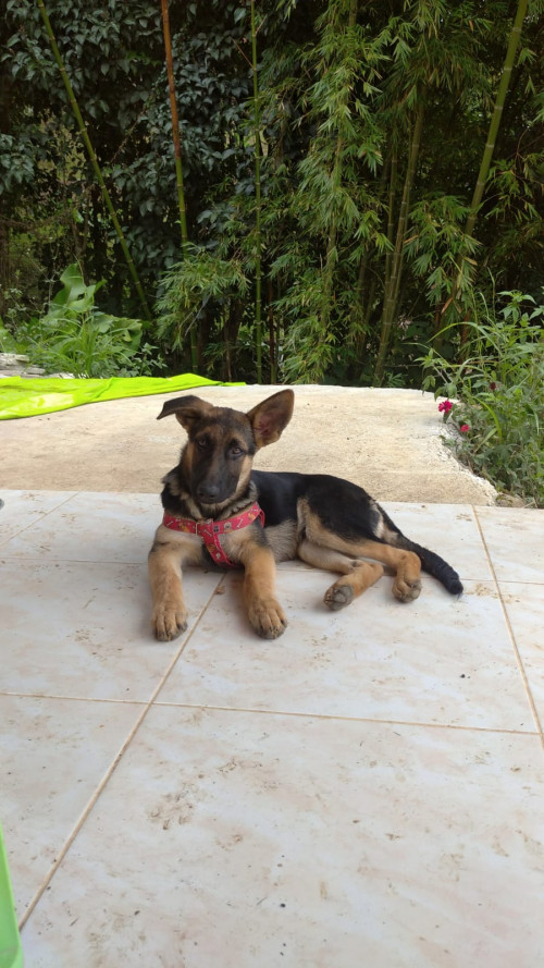 Max