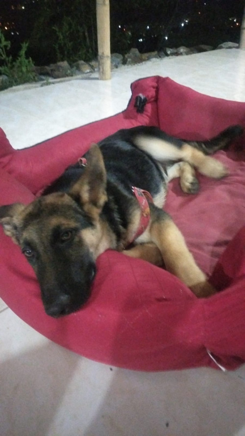 Max