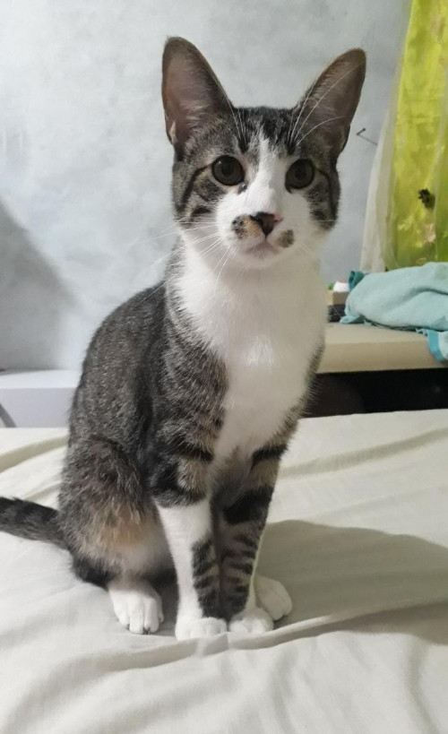 Maximo
