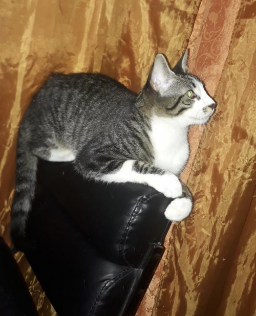 Maximo