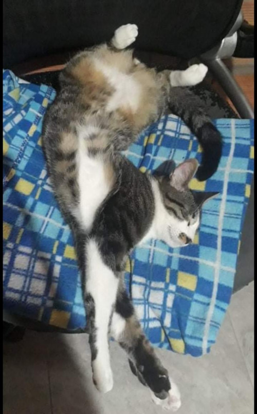Maximo
