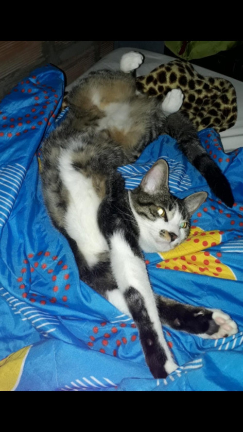 Maximo