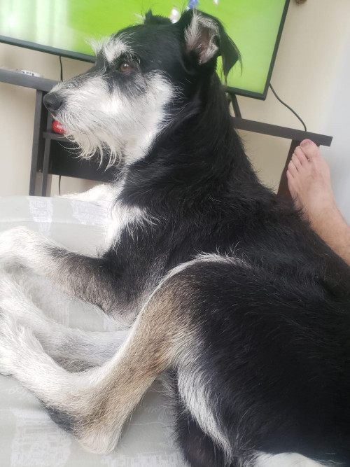 Tango