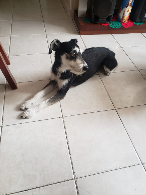 Tango