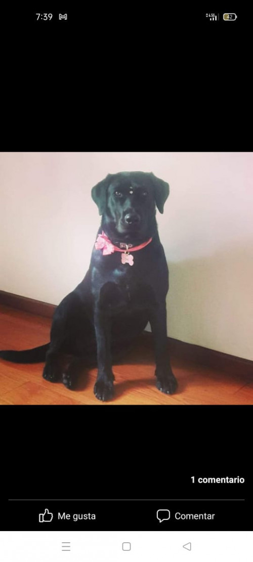 Sacha