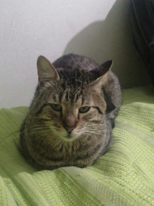 Max