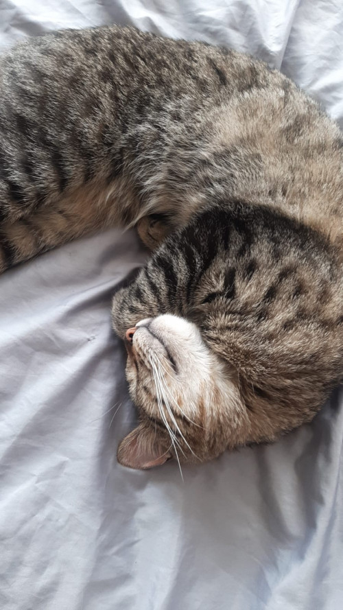 Max