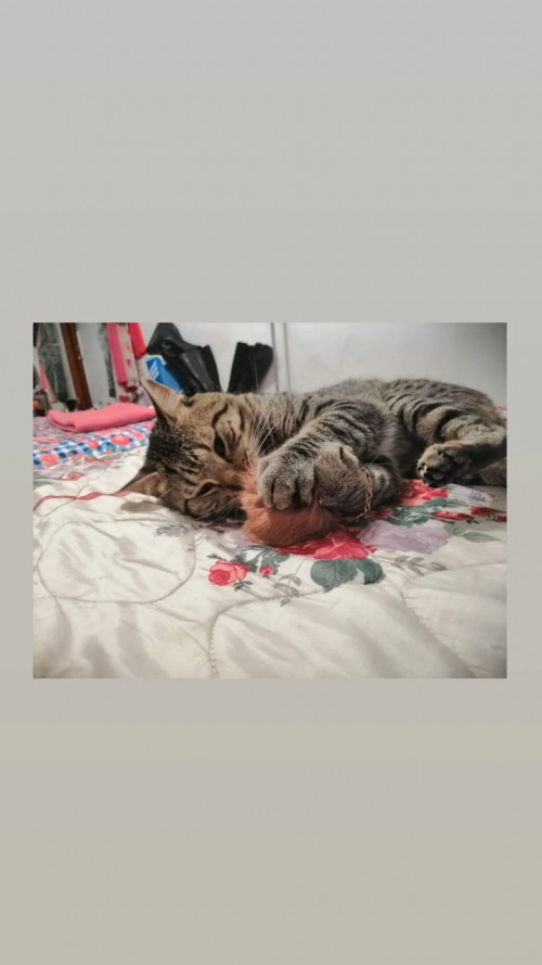 Max