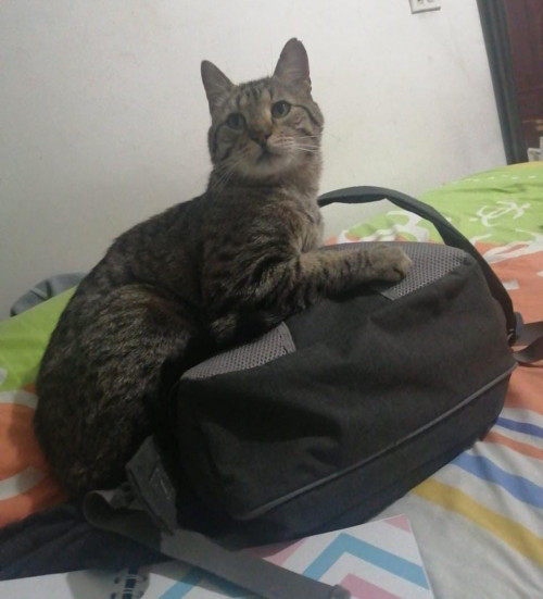 Max